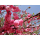 Ruusumanteli (Prunus triloba)